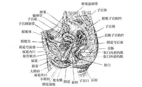 女人形|女性生殖结构：